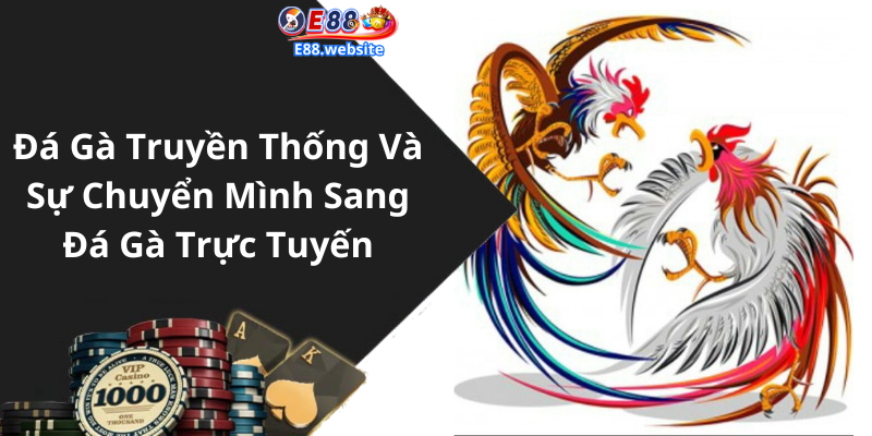 Đá Gà Truyền Thống Và Sự Chuyển Mình Sang Đá Gà Trực Tuyến