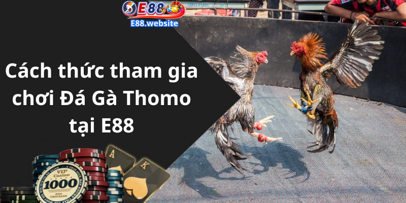 Cách thức tham gia chơi Đá Gà Thomo tại E88