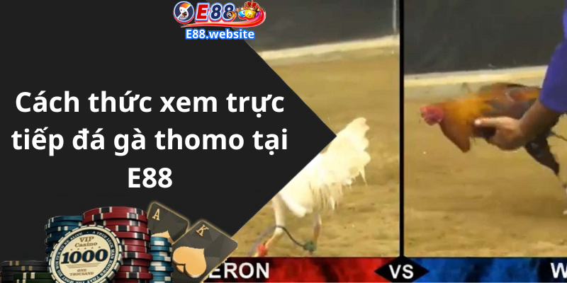 Cách thức xem trực tiếp đá gà thomo tại E88