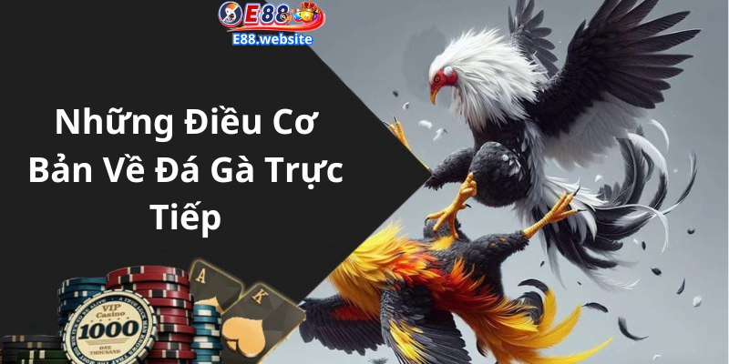 Những Điều Cơ Bản Về Đá Gà Trực Tiếp