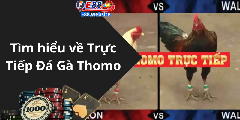 Tìm hiểu về Trực Tiếp Đá Gà Thomo