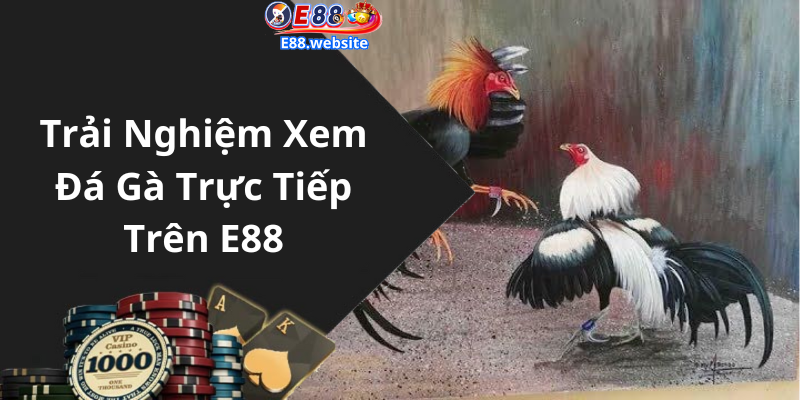 Trải Nghiệm Xem Đá Gà Trực Tiếp Trên E88