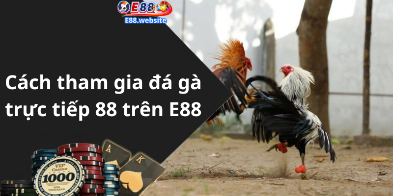 Cách tham gia đá gà trực tiếp 88 trên E88