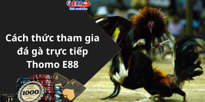 Cách thức tham gia đá gà trực tiếp Thomo E88