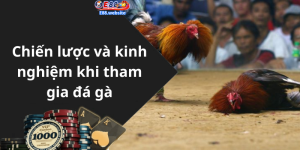 Chiến lược và kinh nghiệm khi tham gia đá gà