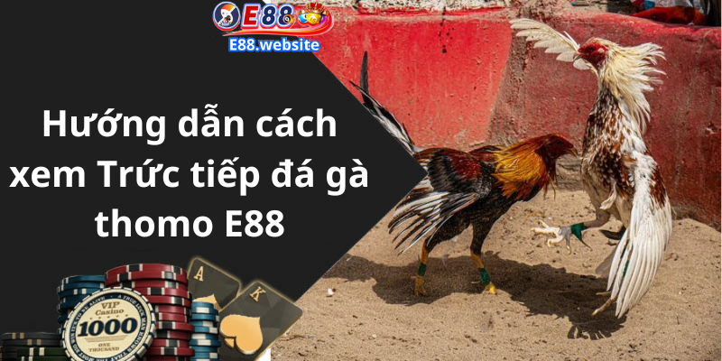 Hướng dẫn cách xem Trức tiếp đá gà thomo E88