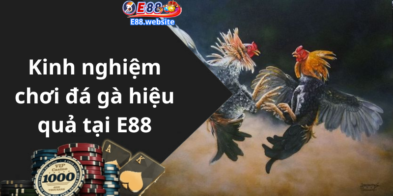 Kinh nghiệm chơi đá gà hiệu quả tại E88