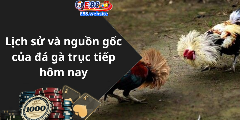 Lịch sử và nguồn gốc của đá gà trục tiếp hôm nay