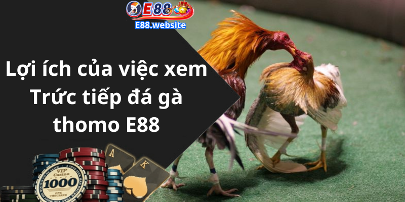 Lợi ích của việc xem Trức tiếp đá gà thomo E88