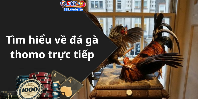 Tìm hiểu về đá gà thomo trực tiếp