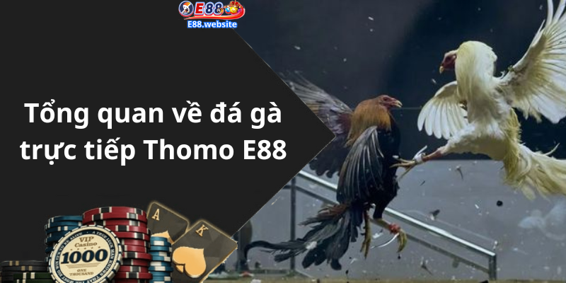 Tổng quan về đá gà trực tiếp Thomo E88