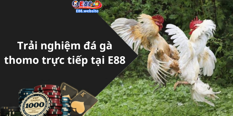 Trải nghiệm đá gà thomo trực tiếp tại E88