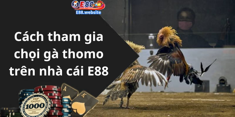 Cách tham gia chọi gà thomo trên nhà cái E88