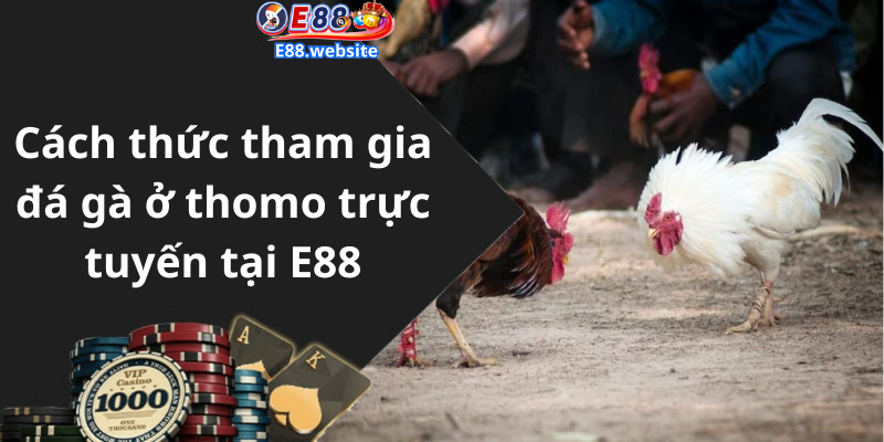 Cách thức tham gia đá gà ở thomo trực tuyến tại E88