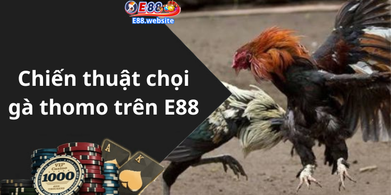 Chiến thuật chọi gà thomo trên E88