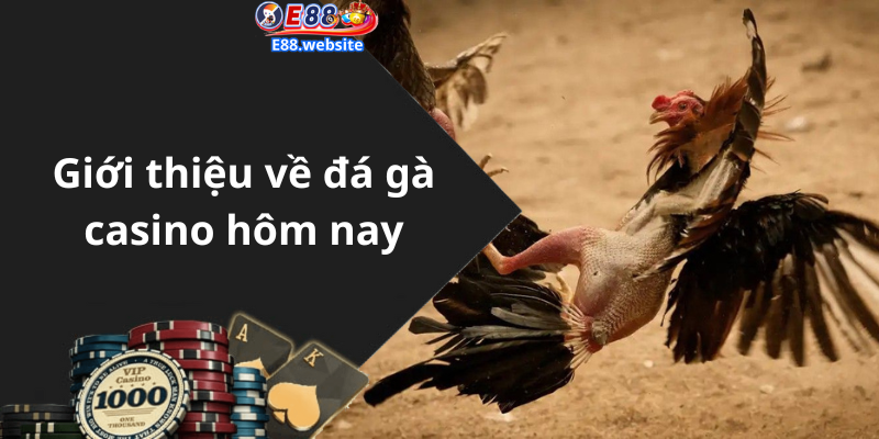 Giới thiệu về đá gà casino hôm nay