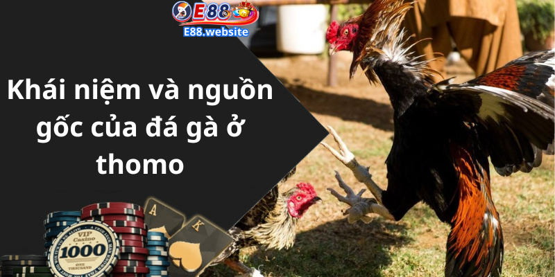 Khái niệm và nguồn gốc của đá gà ở thomo