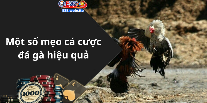 Một số mẹo cá cược đá gà hiệu quả