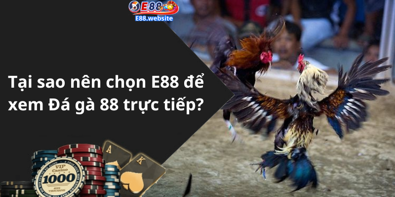 Tại sao nên chọn E88 để xem Đá gà 88 trực tiếp