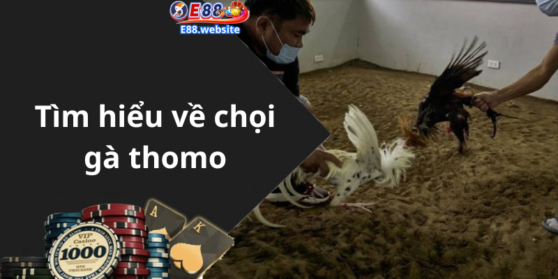 Tìm hiểu về chọi gà thomo