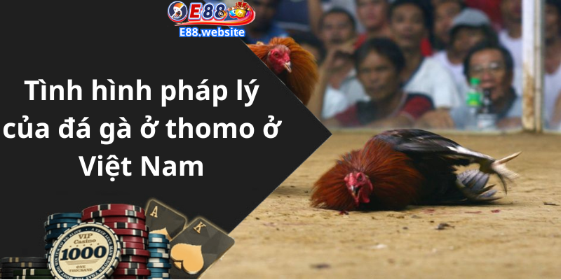 Tình hình pháp lý của đá gà ở thomo ở Việt Nam