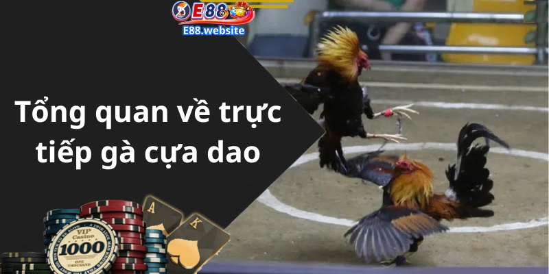 Tổng quan về trực tiếp gà cựa dao