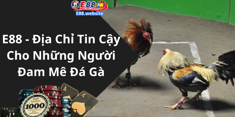 E88 - Địa Chỉ Tin Cậy Cho Những Người Đam Mê Đá Gà